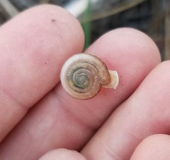 Daedalochila