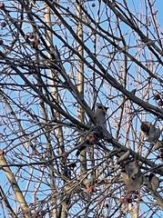 Bombycilla garrulus