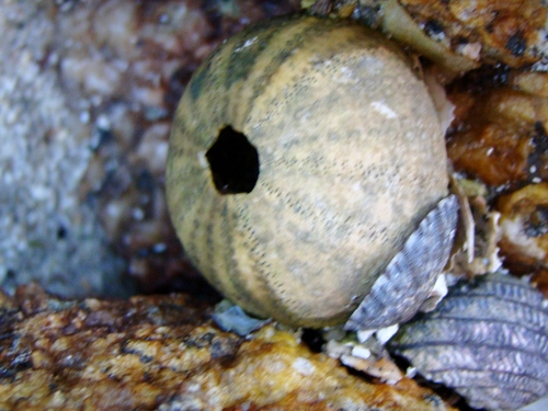 Temnopleuridae
