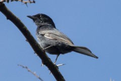 Melaenornis pammelaina