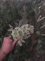 Cestrum strigilatum