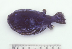 Arothron stellatus