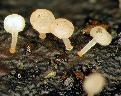 Physalacria stilboidea