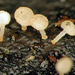 Physalacria stilboidea - Photo (c) Jerry Cooper, algunos derechos reservados (CC BY), subido por Jerry Cooper