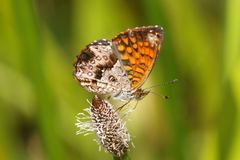 Antillea pelops