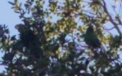 Psittacara erythrogenys