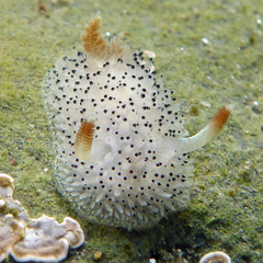 Acanthodoris rhodoceras