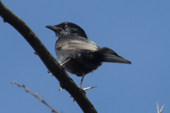 Melaenornis pammelaina