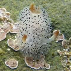 Acanthodoris rhodoceras