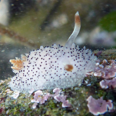 Acanthodoris rhodoceras