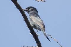 Melaenornis pammelaina