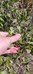 Symphyopappus casarettoi