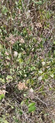 Symphyopappus casarettoi