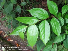 Glochidion zeylanicum