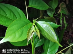 Glochidion zeylanicum