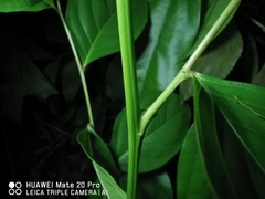 Glochidion zeylanicum