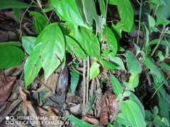 Glochidion zeylanicum