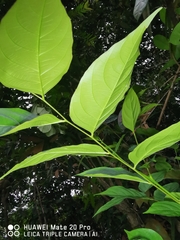 Glochidion zeylanicum