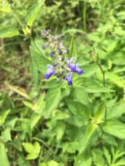 Salvia stachydifolia