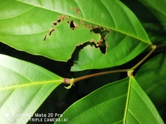 Glochidion zeylanicum