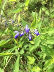Salvia stachydifolia