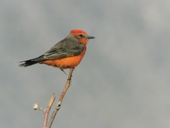 Pyrocephalus rubinus