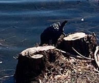 Trachemys scripta scripta