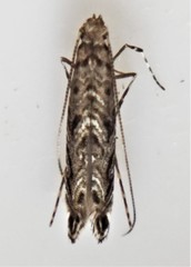 Neurobathra strigifinitella