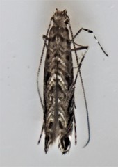 Neurobathra strigifinitella