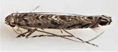Neurobathra strigifinitella