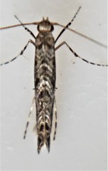 Neurobathra strigifinitella