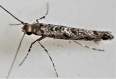 Neurobathra strigifinitella