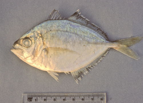 Whitefin trevally (Carangoides equula) — Carangidae — 5
