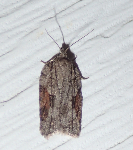 Acleris ptychogrammos photo 3