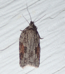Acleris ptychogrammos