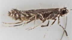 Parornix geminatella