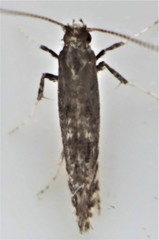 Parornix geminatella