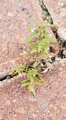 Leucospora multifida