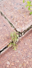 Leucospora multifida