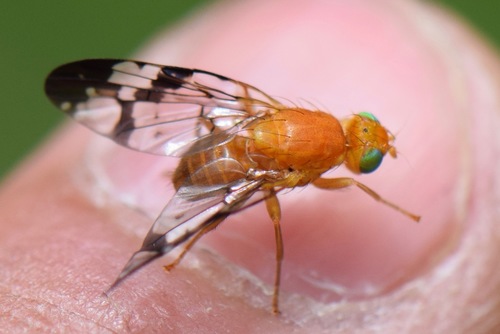 Gymnocarena angusta