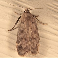 Anacampsis innocuella