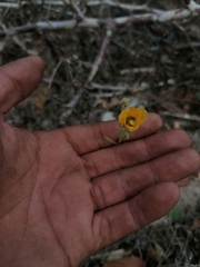 Chamaecrista fagonioides fagonioides