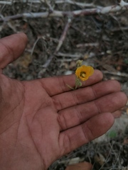 Chamaecrista fagonioides fagonioides