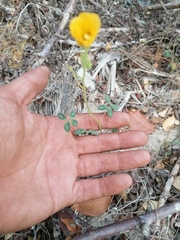 Chamaecrista fagonioides fagonioides
