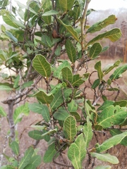 Coccoloba liebmannii