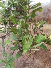 Coccoloba liebmannii