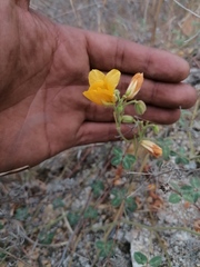 Chamaecrista fagonioides