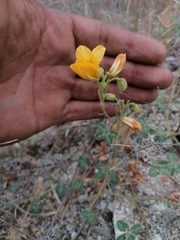 Chamaecrista fagonioides