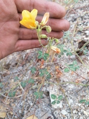 Chamaecrista fagonioides