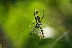 Trichonephila clavipes